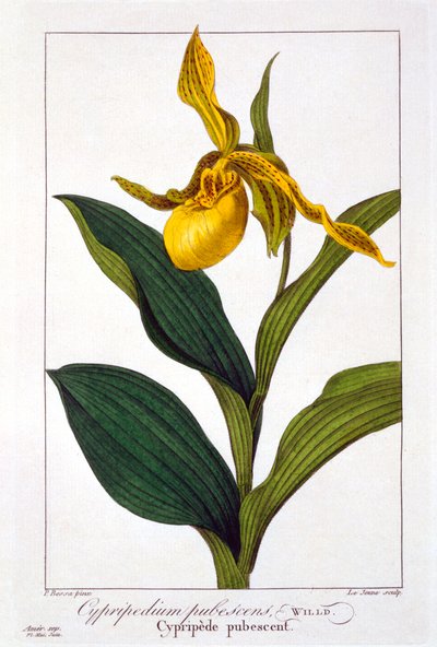 Cypripedium, pub. 1836. by Panacre Bessa