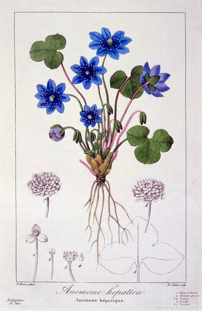 Hepatica nobilis, pub. 1836 by Panacre Bessa