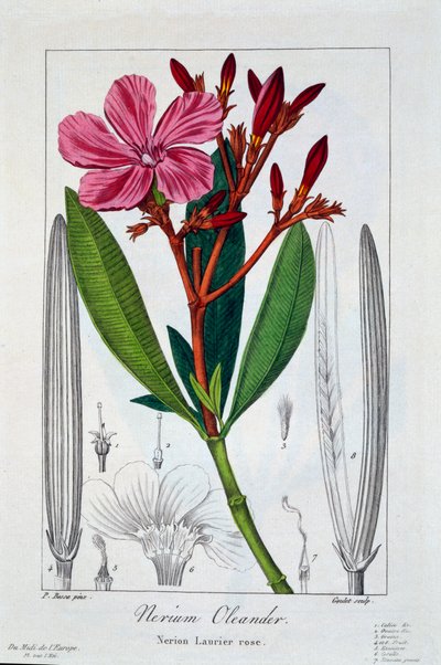 Nerium Oleander, pub. 1836 by Panacre Bessa