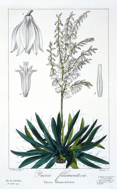 Yucca filamentosa, pub. 1836. by Panacre Bessa