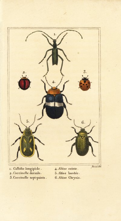 Callidium longipes 1, ladybirds, Jauravia dorsalis 2, Coccinella septempunctata 3, pire böcekleri, Altica cincta 4, Altica emarginata 5 ve Altica chrysis 6 by Pancrace (after) Bessa