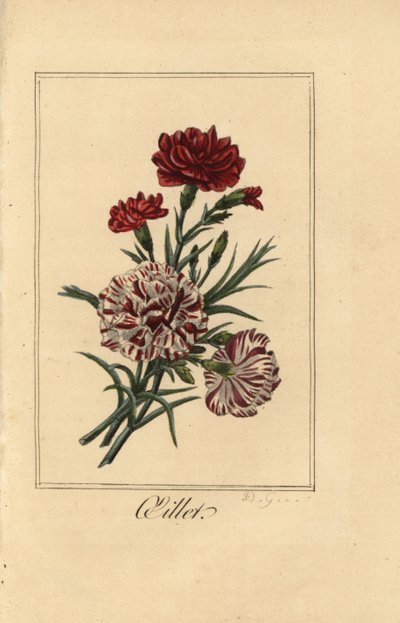 Karanfil veya karanfil pembesi, yağlı, Dianthus caryophyllus by Pancrace (after) Bessa