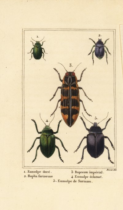 Dogbane böceği, Chrysochus auratus 1, Hoplia argentea 2, banksia mücevher böceği, Cyrioides Imperialis 3, Eumolpus fulgidus 4 ve Eumolpus surinamensis 5 by Pancrace (after) Bessa