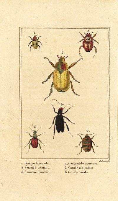 Dytiscus bimaculatus 1, bok böceği 2, hamamböceği, Melolontha melolontha 3, Cantharis böceği 4, Carabus sexpunciatus 5 ve Omophron limbatum 6 by Pancrace (after) Bessa