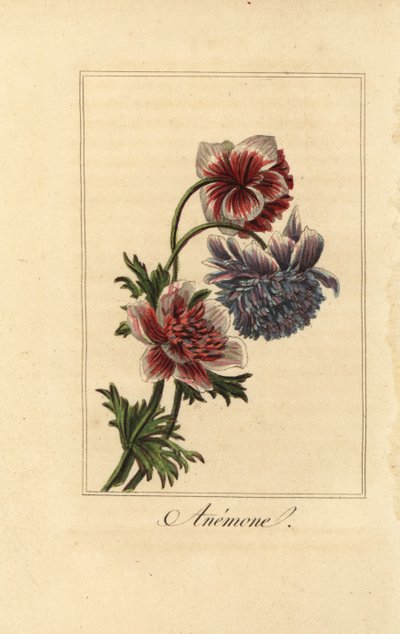 Hibrit haşhaş anemon, Anemon coronaria by Pancrace (after) Bessa