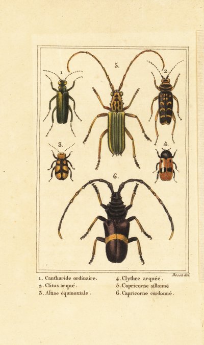 İspanyol sinek böceği, Lytta vesicatoria 1, yaban arısı böceği, Clytus arietis 2, Altica equinoctialis 3, Clytra quadripunctata 4, uzun boynuz böcekleri, Chlorida festiva 5 ve Trachyderes succinctus 6 by Pancrace (after) Bessa
