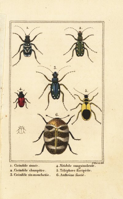 Kaplan böcekleri, Cicindela sinuata 1, Cicindela campestris 2, Cicindela sexguttata 3, Nitidula sanguinolenta 4, çeşitli halı böceği, Telephore flavipede 5, Anthrenus verbasci 6 by Pancrace (after) Bessa