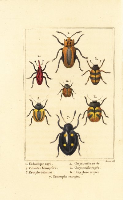Böcekler: Eudomychus striata 1, Calandra hemiptera 2, hoş mantar böceği, Erotylus türleri 3, Chrysomela striata 4, Acalymma vittatum 5, Chrysomela arcuata 6 ve Eumorphus marginata 7 by Pancrace (after) Bessa