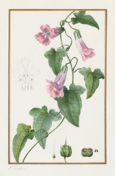 (Botanik: Maurandia semperflorens) by Pancrace Bessa