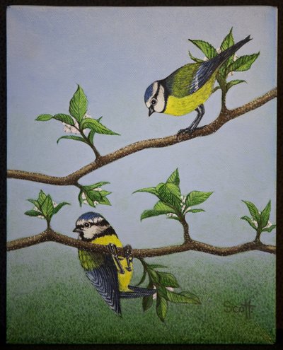 Bluetits, 2016 by Pat Scott