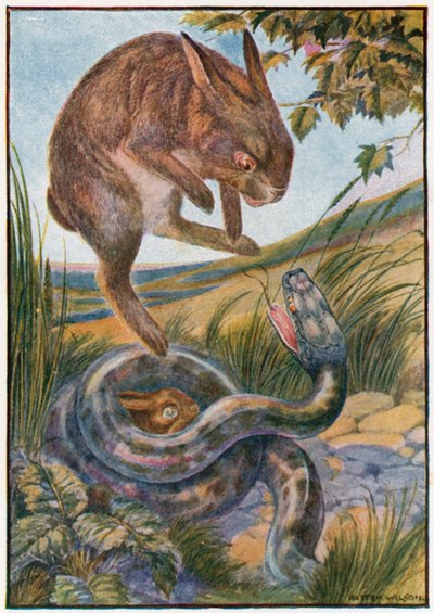 Zıplarken güçlü arka pençeleriyle (renkli litho) yılana vurdu. by Patten Wilson