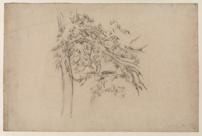Bir Ağacın İncelenmesi, c.1885-87 (kağıt üzerinde grafit) by Paul Cézanne