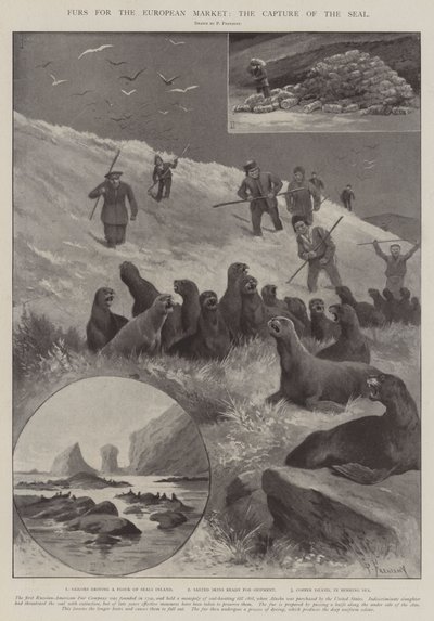 Avrupa Pazarı İçin Kürkler, Mührün Ele Geçirilmesi by Paul Frenzeny