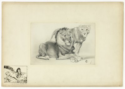 Aslan ve Dişi Aslan by Paul Friedrich Meyerheim