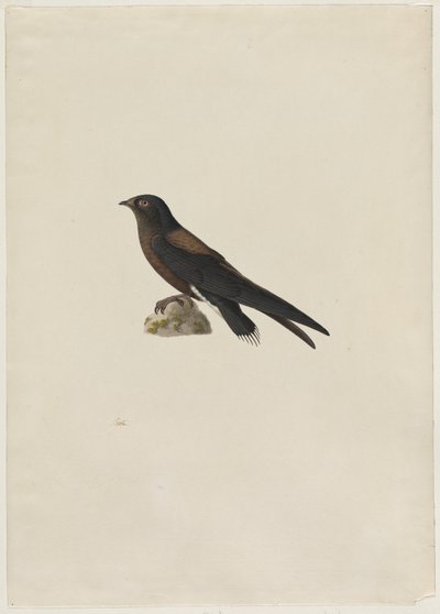 İğne Kuyruklu Swift Hirundapus caudacutus, 1800