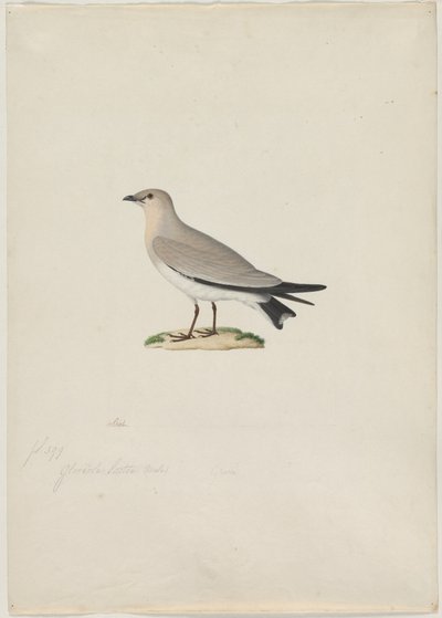 Küçük Pratincole Glareola lactea, 1800