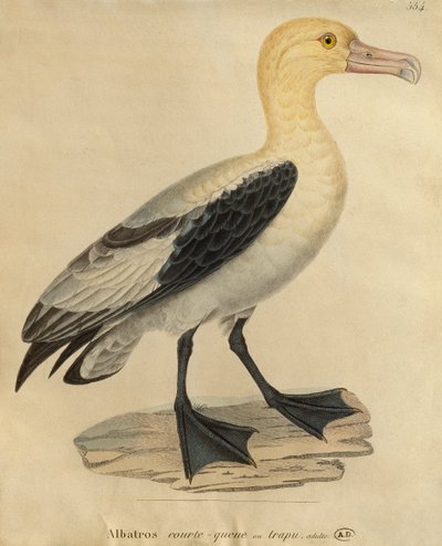 Kısa kuyruklu Albatros (renkli gravür) by Paul Louis Oudart