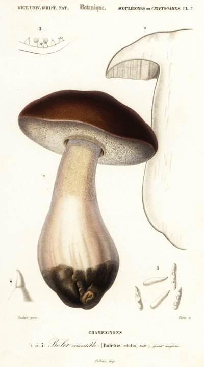 Cep, kuruş topuz, porcino veya porcini mantarı, Boletus edulis. ,1849 (gravür) by Paul Louis Oudart