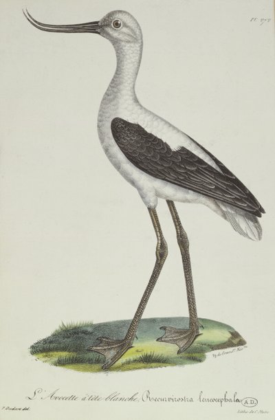 Beyaz Başlı Avocet, 19. yüzyılın başları (renkli gravür) by Paul Louis Oudart