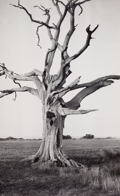  by Paul Nash