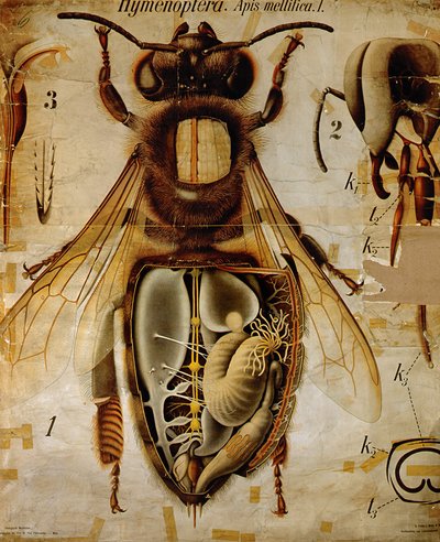 Bal Arısının Anatomisi, No.13, Pfurtscheller'in Zoolojik Duvar Şeması by Paul Pfurtscheller