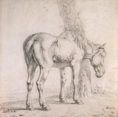 Eski Bir At (kağıt üzerinde siyah tebeşir) by Paulus (attr.to) Potter