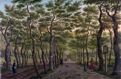 Haagse Bos