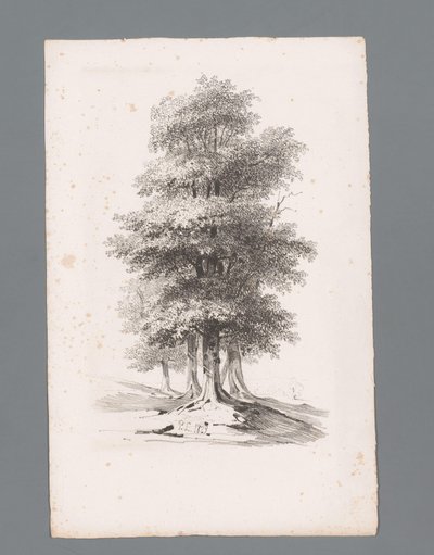 Beş ağaçlı grup Manzara ilkeleri (dizi başlığı) Principles de paysages (dizi başlığı) by Paulus Lauters