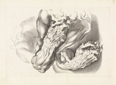 Silahların anatomik çalışmaları Peter Paul Rubens