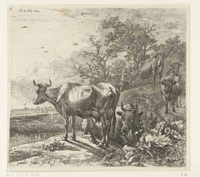 çoban by Paulus Potter