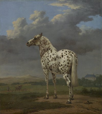 "Piebald" Atı, c.1650-4 (tuval üzerine yağlı boya) by Paulus Potter