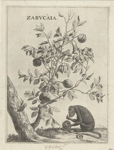 Zabucaiaboom en een aap Zabvcàia (nesne üzerindeki başlık) by Paulus Potter