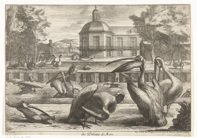 pelikanlar des Pelicans de Mere (nesne üzerindeki başlık) Versay Hayvanat Bahçesi