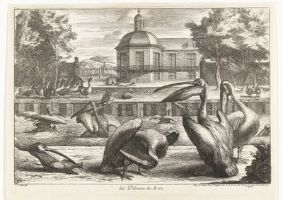 pelikanlar des Pelicans de Mere (nesne üzerindeki başlık) Versay Hayvanat Bahçesi