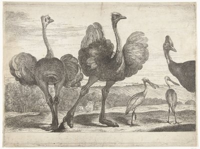 Devekuşları, Cassowary ve Kaşık Gagası Versailles Hayvanat Bahçesinden Kuşlar (dizi başlığı) by Peeter Boel (attributed to)
