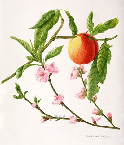  by Peggy Wyatt