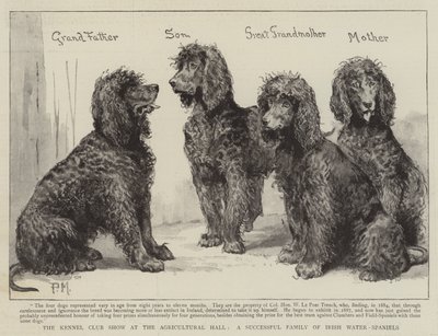 Başarılı Bir İrlandalı Su-Spaniel Ailesi olan Tarım Salonundaki Kennel Club Gösterisi by Percy Macquoid