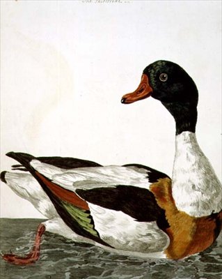 Peter Mazell (fl.1761-97) 1766 (gravür) tarafından oyulmuş 