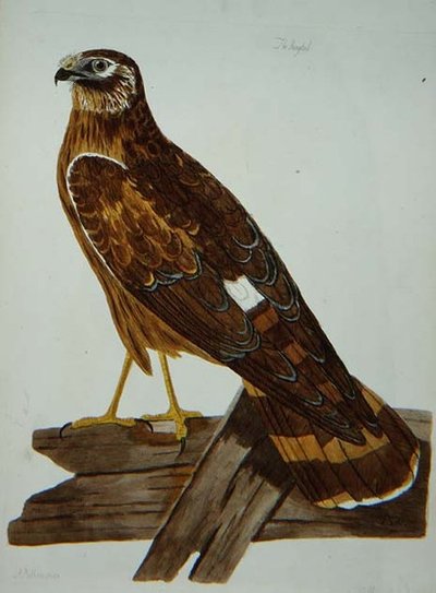 The British Zoology, Class II: Birds