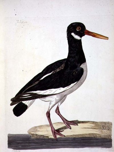 Peter Mazell tarafından oyulmuş (fl.1761-97) 1766 (gravür) 