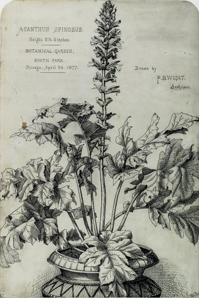 Acanthus Spinosus, Sunum Çizimleri by Peter Bonnett Wight