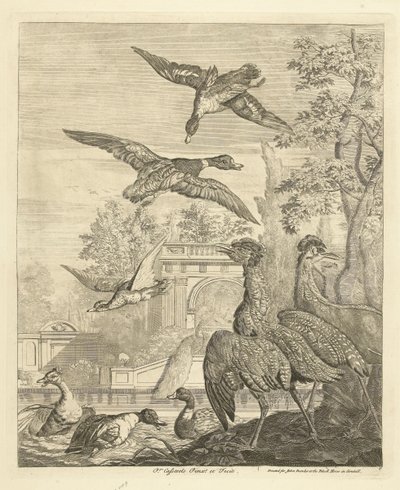 Bir kuş göletinde ördekler ve balıkçıllar Farklı kuşlar (dizi başlığı) by Peter Casteels (III)