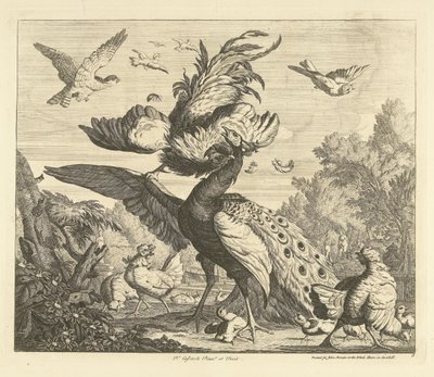Horoz tavus kuşuna saldırır Farklı kuşlar (dizi başlığı) by Peter Casteels (III)