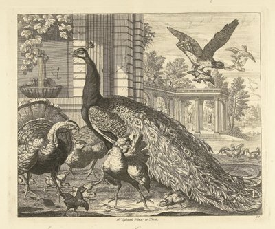 Bir bahçe sütununda tavus kuşu ve hindi Farklı kuşlar (dizi başlığı) by Peter Casteels (III)