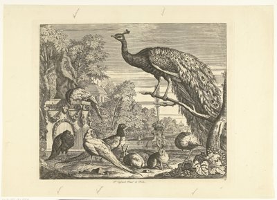 Bir bahçe çeşmesinde tavus kuşu, tavşanlar ve diğer kuşlar Farklı kuşlar (dizi başlığı) by Peter Casteels (III)