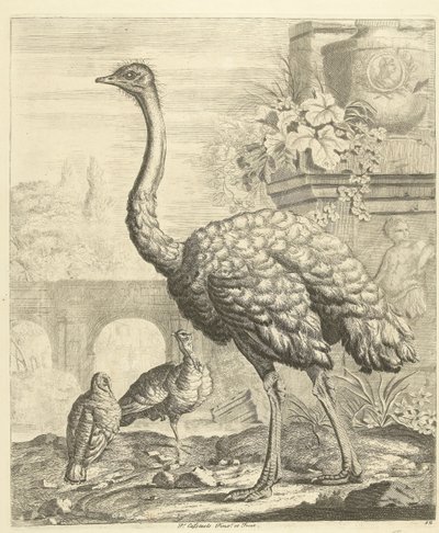Antik kalıntılardan oluşan bir bahçede devekuşu ve hindi Farklı kuşlar (dizi başlığı) by Peter Casteels (III)