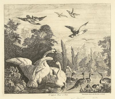 Bir kuş havuzunda kuğular ve ördekler Farklı kuşlar (dizi başlığı) by Peter Casteels (III)