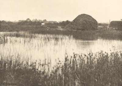 Sonbahar Selleri by Peter Henry Emerson