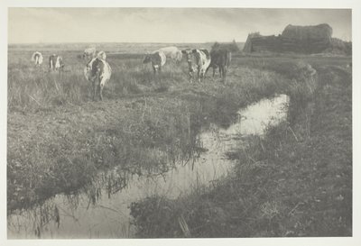 Bataklıktaki Sığırlar by Peter Henry Emerson