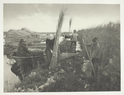 Kamış Hasadı Sırasında by Peter Henry Emerson